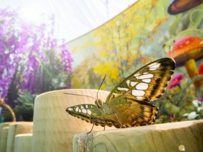 Découvrez Bfly Laval: Une Évasion&nbsp;Magique.