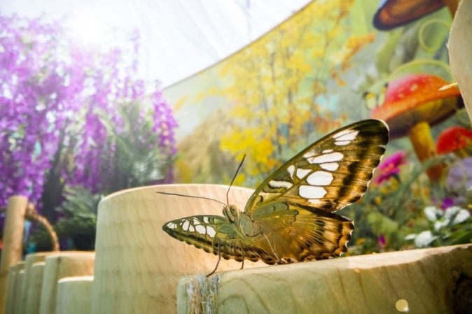 Découvrez Bfly Laval: Une Évasion&nbsp;Magique.